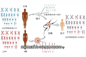 ✨揭秘性别决定与伴性遗传的秘密✨视频封面