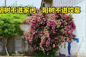 “阴树不进家门，阳树不进坟墓”，哪些是阴树？哪些是阳树？视频封面