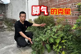 商陆又叫土人参，被称为“脚气草”，作用强大，来了解一下吧