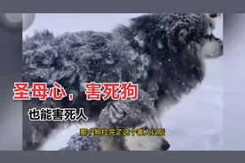 圣母心泛滥，害死狗，害死人视频封面