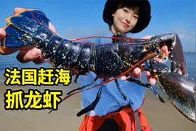 法国赶海抓龙虾，4斤重巨大蓝色龙虾，做龙虾刺身甜脆