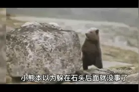 勇敢的小熊，凭借着顽强的意志力，最终战胜了美洲狮视频封面