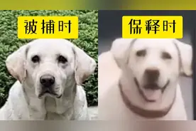 拉布拉多被“无罪释放”，狗主人纷纷教育自己狗子不要看热闹！视频封面