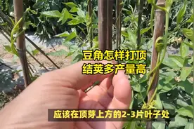 豇豆怎样打顶，结荚多产量高