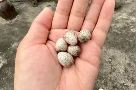 在楼顶花盆里捡到5个鸟蛋，希望还能孵出小鸟视频封面