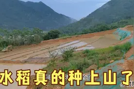 水稻上山项目后续：水稻真的上山了，来拍个视频见证一下奇迹时刻视频封面