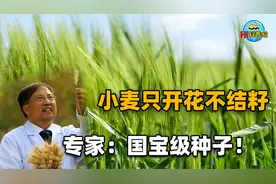 罕见！河北发现天然雄性不育小麦，只开花不结籽！专家：国宝级