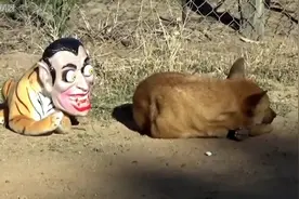 盘点动物们的丢魂时刻，被吓一跳的真实反应，狗子直接无语了