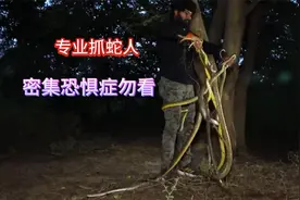专业抓蛇人 数条眼镜蛇跟玩具一样随意玩弄