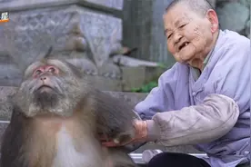 84岁师太与独臂猕猴深山为伴，师太住院，猕猴日夜守候盼重逢视频封面