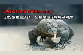 科莫多巨蜥奇葩繁殖方式，没对象也能生仔，出生的仔和母亲繁殖视频封面