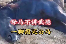公马相亲乐极生悲，被母马一脚上头踢死，公马：不讲武德视频封面