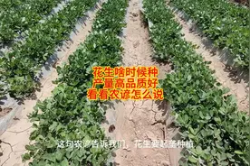 花生啥时间种，产量高品质好，看看农谚怎么说视频封面