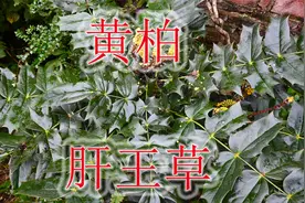 十大功劳又名“黄柏”，有人称为“肝王草”，稀缺植物别错过