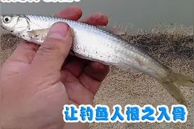 白条到底是什么鱼？让钓鱼人恨之入骨，吃都懒得吃