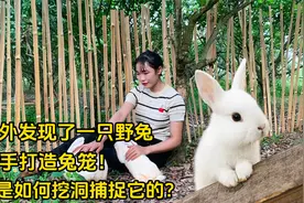 意外发现了一只野兔,亲手打造兔笼！我是如何挖洞捕捉它的？视频封面
