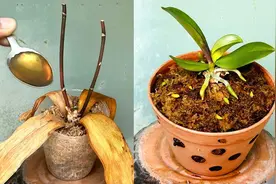 当蝴蝶兰腐烂干枯时，我用了一勺，神奇的是根系疯狂生长又复活了视频封面