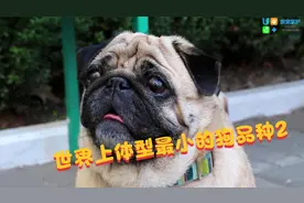 世界上体型最小的狗品种2