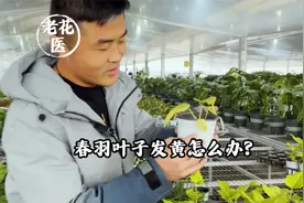 春羽叶子发黄怎么办?