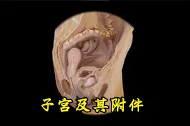 子宫及其附件
