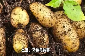 土豆：薯仔、马铃薯、山药蛋、洋芋——都是它，七种主要粮食作物