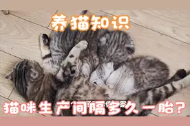 养猫知识：猫咪生产间隔多久一胎？@养猫知识分享视频封面