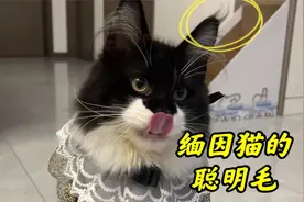 我家缅因猫的聪明毛和犟种毛都是猫中之最