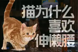 猫咪为什么经常伸懒腰