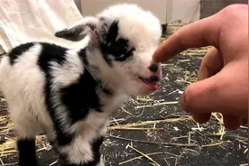 可爱的小羊羔看到主人靠近，立马发怒想顶主人，下一秒忍住别笑视频封面