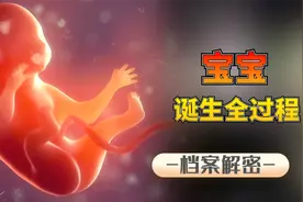 生命孕育的全过程：从蝌蚪到婴儿，看完忍不住心疼妈妈！
