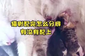 猫刚配完怎么分辨有没有配上视频封面