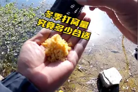 冬季野钓鲫鱼打窝实测，很难想象10克窝料打在鱼群中能坚持这么久