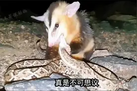 负鼠夫妻俩吃响尾蛇