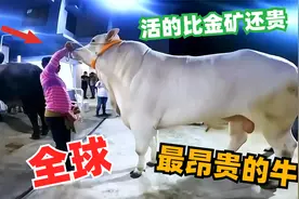 全球十大最昂贵的牛，活着比金矿值钱，榜首牛千年等一回视频封面