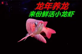 都说龙年养龙鱼，那喂鱼的食物不能差，来份鲜活的小龙虾视频封面