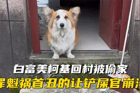 养了三年的柯基回村被偷家，生娃堪比拆盲盒，罪魁祸首更是丑爆了视频封面