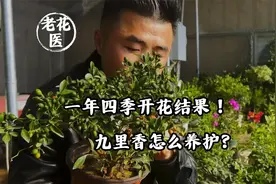 一年四季开花结果！九里香怎么养护？视频封面