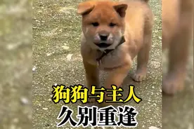还记得你回家迎接你的那个旺财吗？只有养狗的人才明白这种感情！视频封面