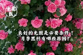 良好的光照是必要条件！月季黑杆有哪些原因？
