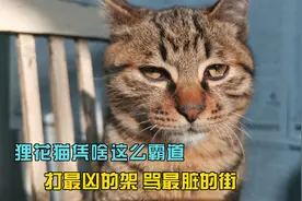 为什么狸花猫能成为猫界扛把子，其他猫都被他揍得哭哭啼啼视频封面