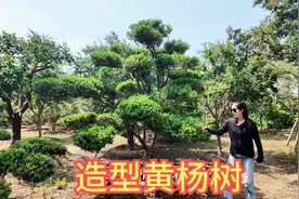 黄杨树号称是“木中之王”，价格也叫出天际，真不愧是高端庭院树视频封面
