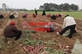 农民合作社怎么成立，一个视频讲清楚视频封面