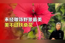 司马南：未经雕饰野景最美，美不过扶桑花视频封面
