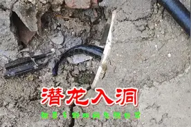 连续下了24小时的大雨，臭水沟竟有大鱼出现，这也太神奇了吧视频封面