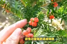 把森林搬进家：红豆杉的极致家庭养护手册视频封面