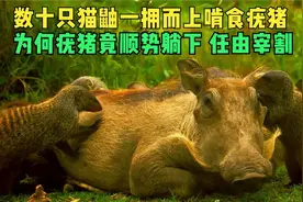 鸡爪为啥从来不缺货？外国人不吃鸡爪全世界的鸡爪都卖到中国了？