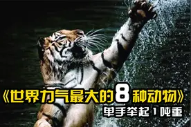 世界上力气最大的8种动物，仅用一只手，就能举起重达近1吨的物体视频封面