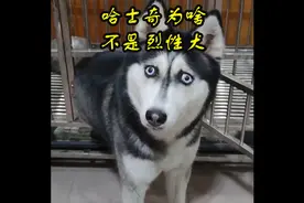 哈士奇为啥不是烈性犬？