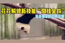 花花解锁新技能 倒挂金钩视频封面