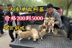 大哥拉来一大车柯基，价格200的到5000的，区别怎么这么大呢视频封面